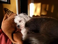 Sleepy.webp