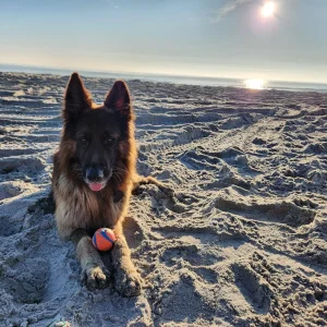 beachpup.jpeg